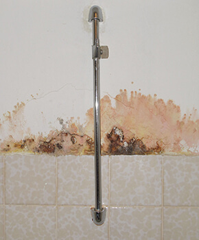 Terre Haute Home Mold Removal Service