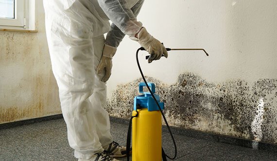 Home Mold Removal